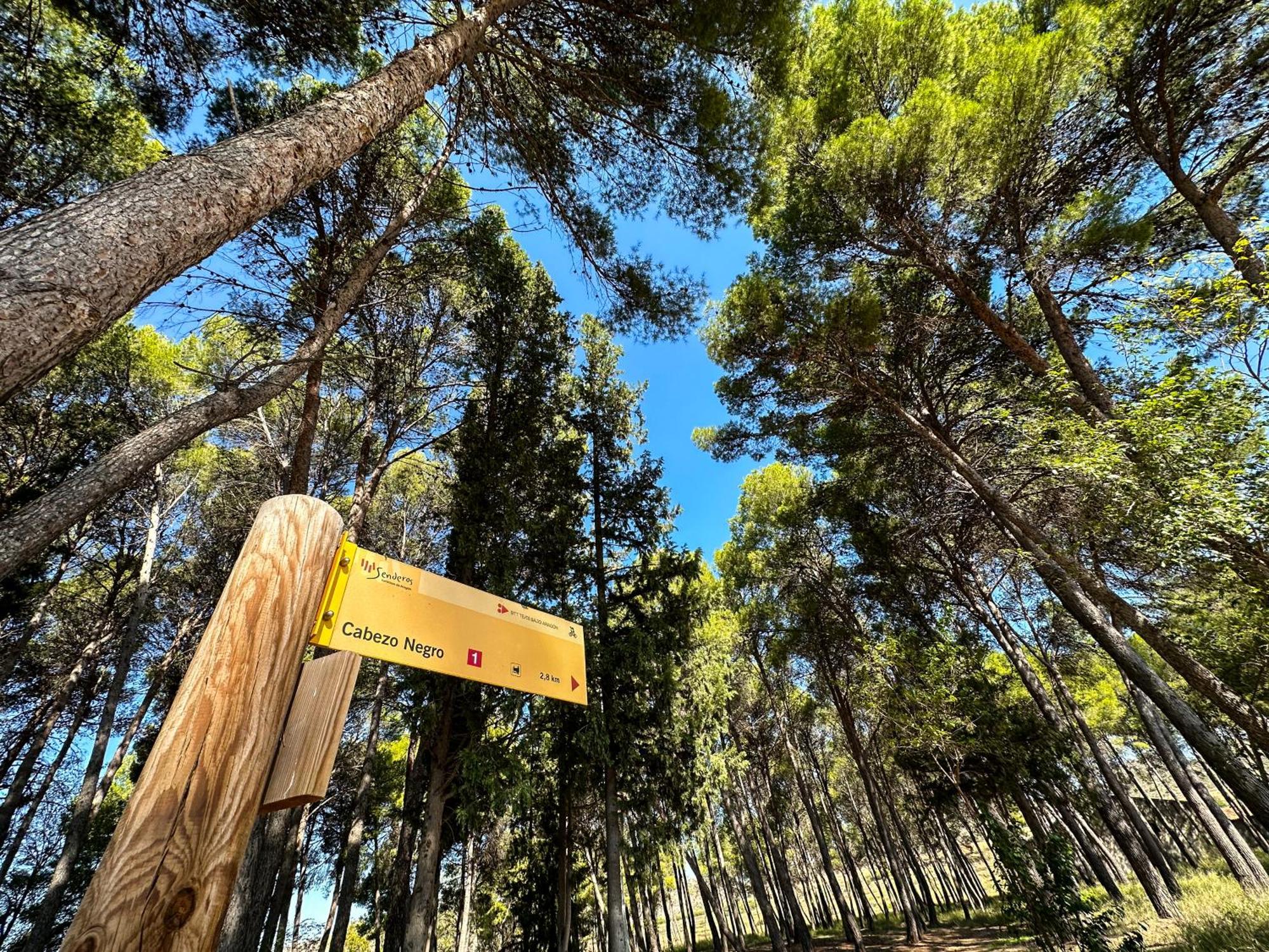 Pinos