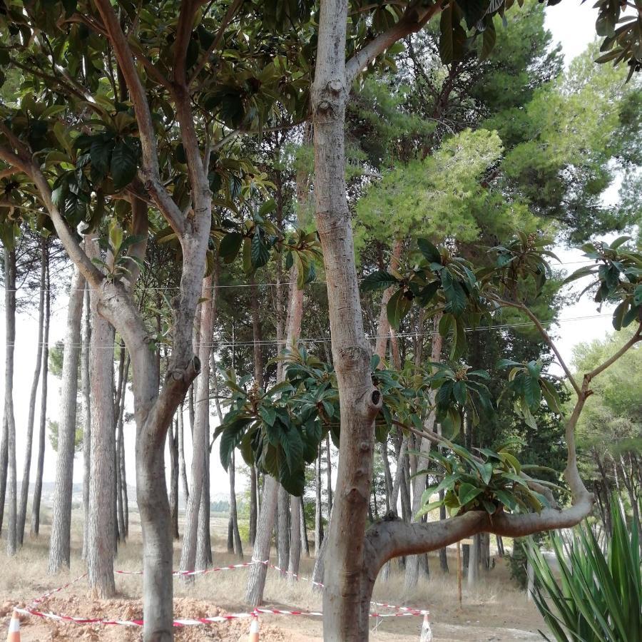 Pinos *